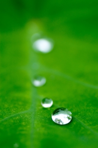 water droplets on green leaf