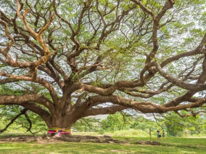 Rain Tree