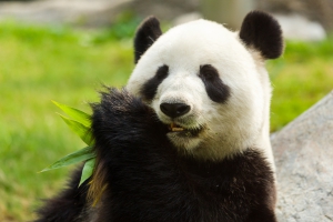 panda