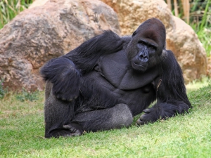 gorilla 