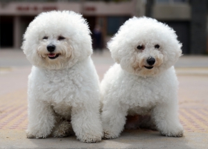 Bichon Frise 2