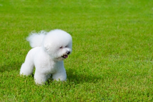 bichon frise1