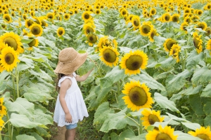 sunflowers 