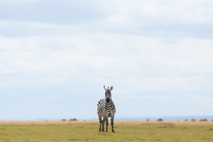 zebra isolated