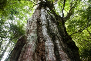 yakusugi