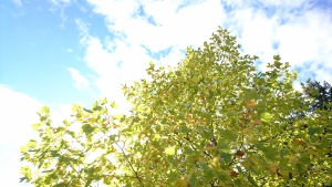 tree