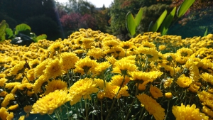 flowers3