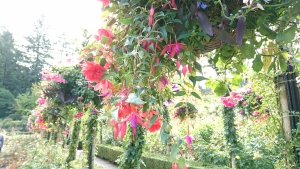 flowers1