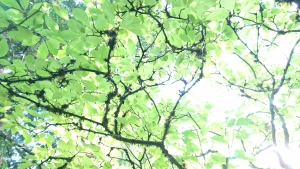 nonametree