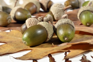 acorns