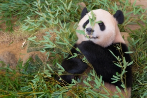 panda