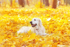 labrador