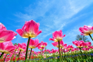 tulips